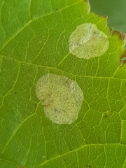 Phyllonorycter coryli