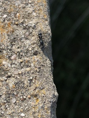 Camponotus werthi