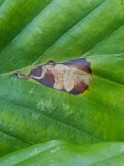 Stigmella tityrella