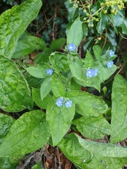 Pentaglottis sempervirens