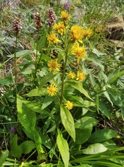 Solidago cuprea