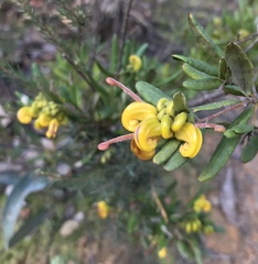 Grevillea chrysophaea