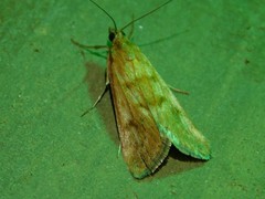Achyra nigrirenalis