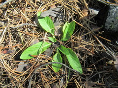Viola gmeliniana