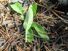 Viola gmeliniana