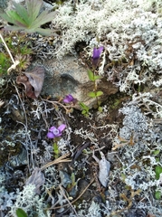 Gentianella auriculata
