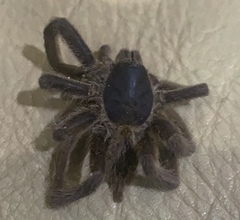 Selenocosmiinae