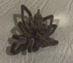 Selenocosmiinae