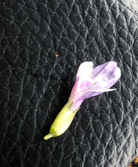 Astragalus austrosibiricus