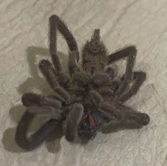 Selenocosmiinae