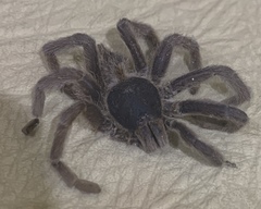 Selenocosmiinae