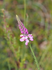 Comesperma virgatum
