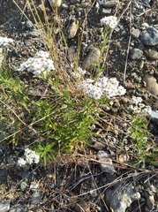 Achillea alpina camtschatica