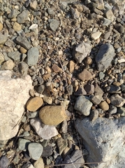 Dolichovespula sylvestris