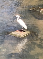 Egretta garzetta garzetta