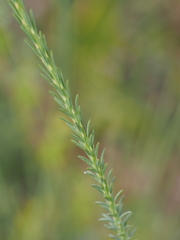 Comesperma virgatum