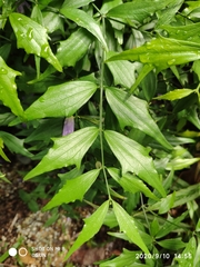 Thunbergia kirkii