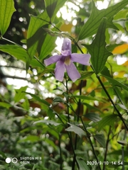 Thunbergia kirkii