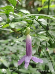 Thunbergia kirkii