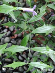 Thunbergia kirkii