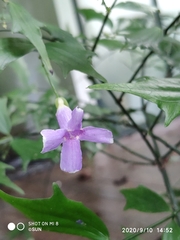 Thunbergia kirkii