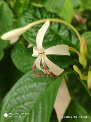 Clerodendrum minahassae