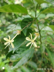 Clerodendrum laevifolium