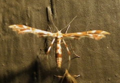 Geina periscelidactylus