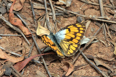 Colotis chrysonome