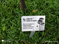 Shorea longisperma