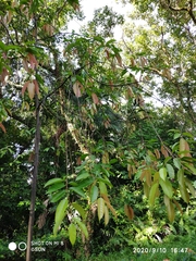 Shorea longisperma