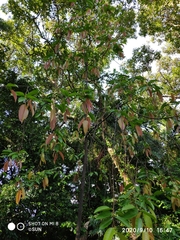 Shorea longisperma