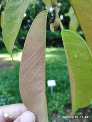 Shorea longisperma