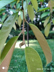 Shorea longisperma