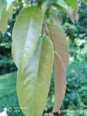 Shorea longisperma