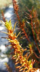 Gyrostemon australasicus