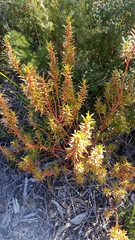 Gyrostemon australasicus