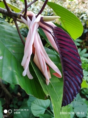 Dipterocarpus grandiflorus