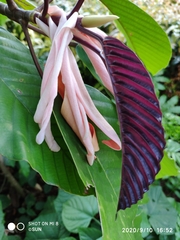 Dipterocarpus grandiflorus