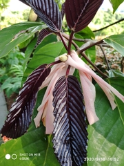 Dipterocarpus grandiflorus