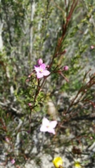 Boronia filifolia