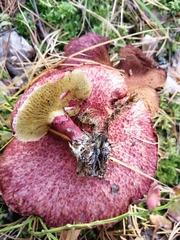Suillus asiaticus