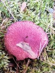 Suillus asiaticus