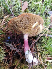 Suillus asiaticus