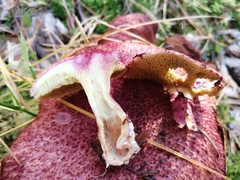 Suillus asiaticus