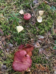 Suillus asiaticus