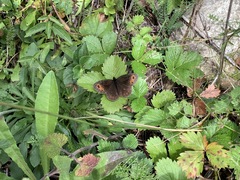 Erebia euryale