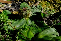Eucomis regia