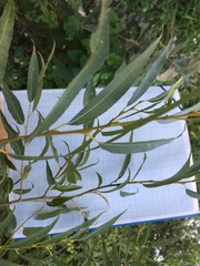 Salix acutifolia