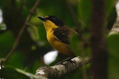 Pachycephala vitiensis